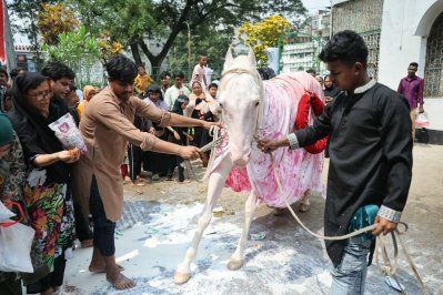 দুলদুল ঘোড়ার পায়ে দুধ ঢেলে মানত করেন অনেকে