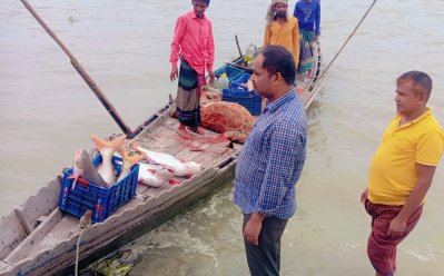 সর্বোচ্চ ১৫ কেজি এবং সর্বনিম্ন চার কেজি ওজনের পাঙাশ উঠেছে জালে