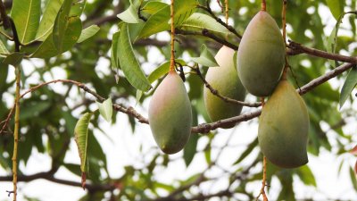 গাছে ঝুলন্ত আম।