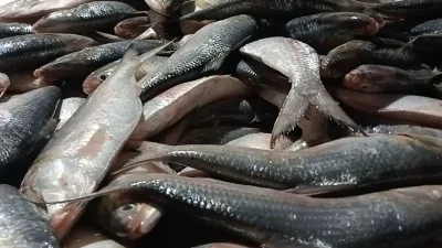 বঙ্গোপসাগরে এক জালেই ধরা পড়লো ৪৮ লাখ টাকার ইলিশ