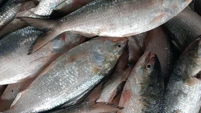 বঙ্গোপসাগরে এক জালেই ধরা পড়লো ৪৮ লাখ টাকার ইলিশ