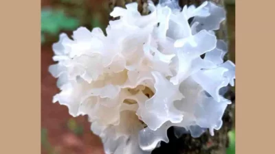 স্নো ফাঙ্গাস (সংগৃহীত ছবি)।