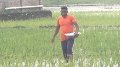 রাজশাহী অঞ্চলজুড়ে আমন রোপণে কৃষকদের কর্মচাঞ্চল্য বেড়েছে