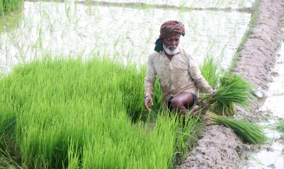 গ্রামীণ জনপদজুড়ে এখন আমন রোপণের ব্যস্ততা