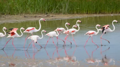 ভেন্ডিকারি সংরক্ষিত এলাকায় পরিযায়ী পাখিদের অবাধ বিচরণ। ছবি: দ্যা গার্ডিয়ান