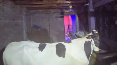 গোয়াল ঘরের পাশেই প্রতারণার জন্য তৈরি ঘর