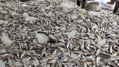 ঘটনার সঠিক তথ্য অনুসন্ধানে যশোর জেলা প্রশাসনের গঠিত তদন্ত কমিটি মঙ্গলবার ঘটনাস্থল পরিদর্শন করে