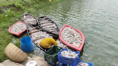 যশোরের শার্শা উপজেলার বাহাদুরপুর ইউনিয়নের সোনামুখী বিলের পাশে &lsquo;এ এফ মৎস্য খামারে&rsquo; প্রচুর মাছের মৃত্যু
