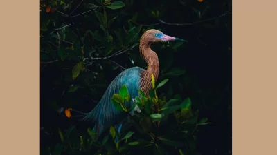 বাহামাসের বিমিনিতে ম্যানগ্রোভ বনের ওপর নজর রাখছে বিরল প্রজাতির একটি হেরন পাখি (ছবি: ডিলন রবার্টস/ম্যানগ্রোভ ফটোগ্রাফি অ্যাওয়ার্ডস)