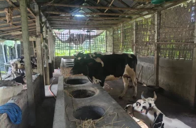 গরমে খামারে থাকা গরু নিয়ে বিপাকে খামারি আনিছুর