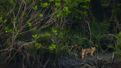 ভারতে বিরল জঙ্গল ক্যাটের এক দুর্লভ দৃশ্য (ছবি: কল্লোল মুখার্জি/ম্যানগ্রোভ ফটোগ্রাফি অ্যাওয়ার্ডস)