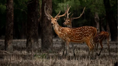 বন্যপ্রাণীর অপূর্ব সমন্বয়ে গড়ে উঠেছে এই বন (ছবি: সংগৃহীত)