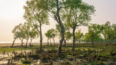 ম্যানগ্রোভ উদ্ভিদের বৈশিষ্ট্যপূর্ণ পরিবেশ এই বনকে করেছে অনন্য (ছবি: সংগৃহীত)