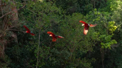 কোস্টারিকার বনভূমি (ছবি: সংগৃহীত)