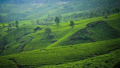 মুন্নার, কেরালা (ছবি: সংগৃহীত)