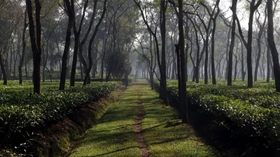 পাহাড়ি রাস্তার দুই পাশে চা-বাগানে ঘেরা তাকদা (ছবি: পিক্সেল)