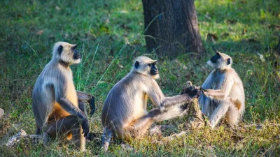 বানরের জীবনাচরণ (ছবি: সংগৃহীত)