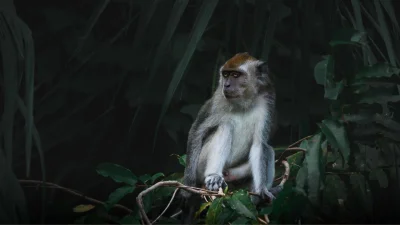 সূর্য অস্ত যাওয়ার সঙ্গে সঙ্গে বদলে যায় জঙ্গলের পরিবেশ (ছবি: পিক্সেল)