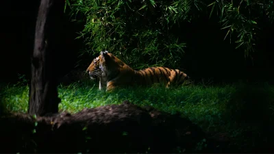 কোনও প্রাণীর কাছাকাছি যাওয়ার চেষ্টা করবেন না (ছবি: পিক্সেল)