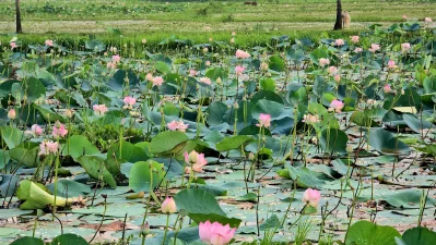 প্রত্যন্ত এলাকায় অবস্থিত হলেও প্রতি বছর পদ্মফুল ফোটার মৌসুমে এই বিলকে ঘিরে বাড়ে দর্শনার্থীদের আনাগোনা