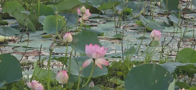 বিস্তীর্ণ জলরাশিজুড়ে ফুটে থাকা অসংখ্য পদ্মফুলে রঙিন হয়ে ওঠে চারপাশ