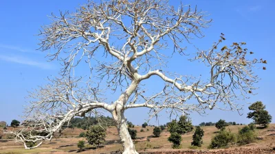 বান্ধবগড় জাতীয় উদ্যান 