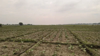 দুধকুমার নদের বিস্তৃর্ণ চরে বেগুন খেত