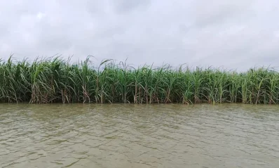 পদ্মার স্রোতে ভাঙছে ঘরবাড়ি-ফসলি জমি, পানিবন্দি ৫০০ পরিবার
