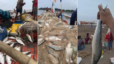 আরব সাগরের মোহনায় ধরা পড়ছে টনকে টন ইলিশ (ছবি: সংগৃহীত)