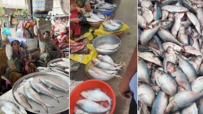 গুজরাটের ভারুচ বাজারে বিক্রি হচ্ছে ইলিশ