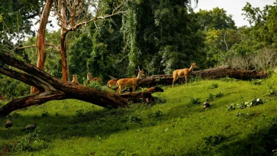 বিভিন্ন প্রজাতির বন্যপ্রাণীর আবাসস্থল এই বনাঞ্চল (ছবি: পিক্সেল)