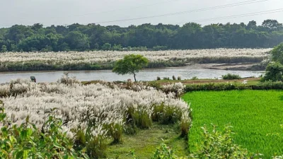 গ্রামবাংলার সবুজে শরতের বাংলাদেশ যেন হয়ে ওঠে আরও রঙিন (ছবি: সংগৃহীত)