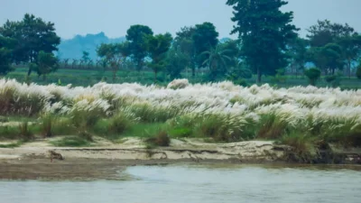 নদীর পাড়ে বসে মেঘলা আকাশ আর কাশফুলের সৌন্দর্য উপভোগ করা যেতে পারে (ছবি: সংগৃহীত)