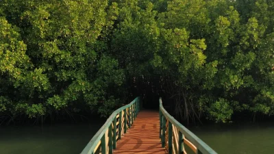 জুবাইল ম্যানগ্রোভ পার্ক (ছবি: পিক্সেল)