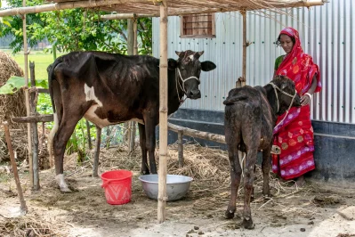 গবাদি পশুর পরিচর্যা করছেন এক আদিবাসী নারী। ছবি: উই ক্যান