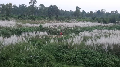 উঁচু-নিচু সবুজ চা-বাগানের বুক চিরে বয়ে চলা পাহাড়ি ছড়ার দুই পাশে এখন বইছে শরতের পসরা