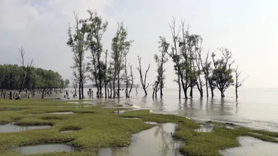 জোয়ার-ভাটার সঙ্গে বদলে যায় বনের চারপাশের দৃশ্য (ছবি: সংগৃহীত)