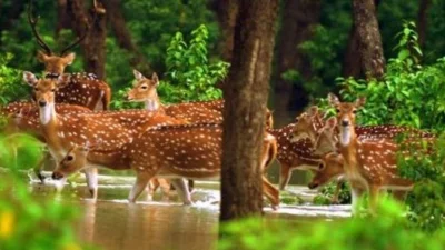 এখানকার বনাঞ্চলে দেখা মেলে হরিণসহ বিভিন্ন বন্যপ্রাণী