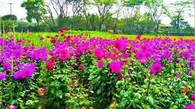 রঙিন ফুলে ভরে উঠছে সাবদি গ্রাম (ছবি: সংগৃহীত)