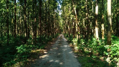 ভাওয়াল জাতীয় উদ্যান (ছবি: সংগৃহীত)