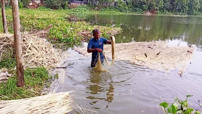 পাটের আঁশ ছাড়াচ্ছেন এক কৃষক। ছবি: বাংলা ট্রিবিউন