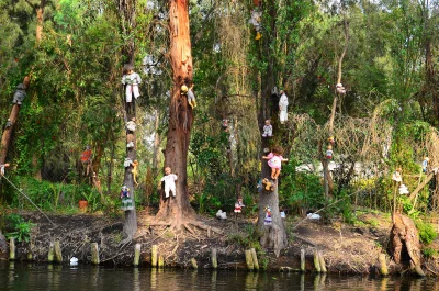 গাছে ঝুলছে শতশত পুতুল