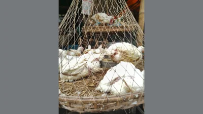 মুরগির বাজার (ছবি বাংলা ট্রিবিউন)
