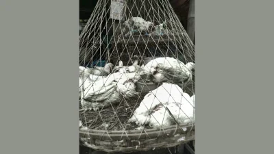 মুরগির বাজার