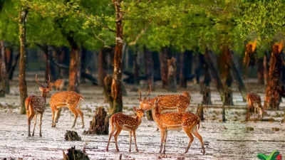 দুবলার চরে দেখা মিলবে নানা রকম বন্যপ্রাণীর (ছবি: সংগৃহীত)