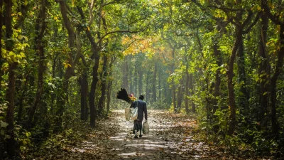 গাছের ছায়ায় ঘেরা বনপথ (ছবি: সংগৃহীত)