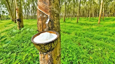 পীরগাছা রাবার বাগানে রাবার সংগ্রহ (ছবি: সংগৃহীত)