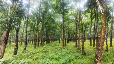 পীরগাছা রাবার বাগান (ছবি: সংগৃহীত)