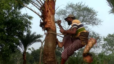 রসের জন্য প্রস্তুত করা হচ্ছে খেজুর গাছ