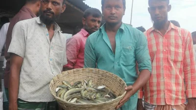 কয়েক বছর আগেও যেখানে প্রতিদিন দেড় থেকে দুই কোটি টাকার মাছ বেচাকেনা হতো, এখন সেখানে লেনদেন নেমে এসেছে ৫০ লাখ টাকারও নিচে